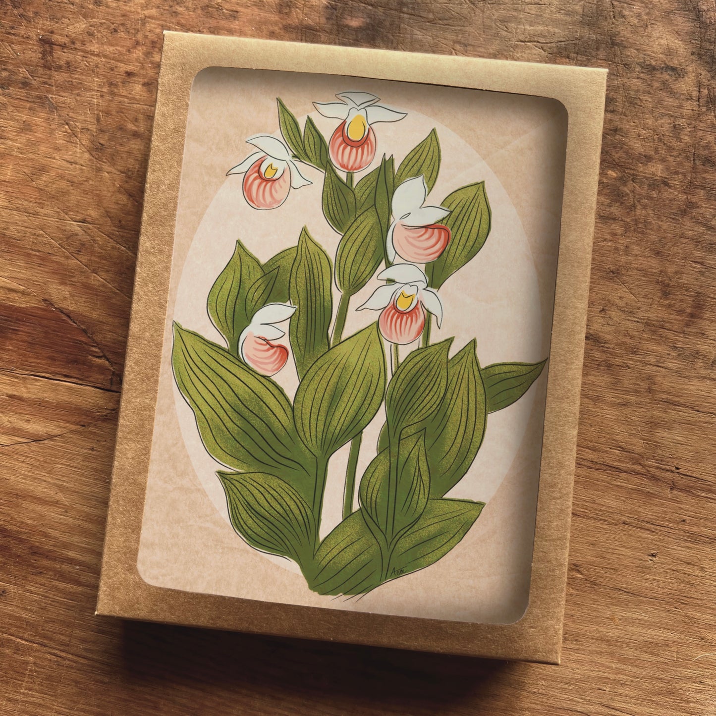 Showy Lady's Slipper Blush Greeting Cards | Blank Inside, A2, Recycled