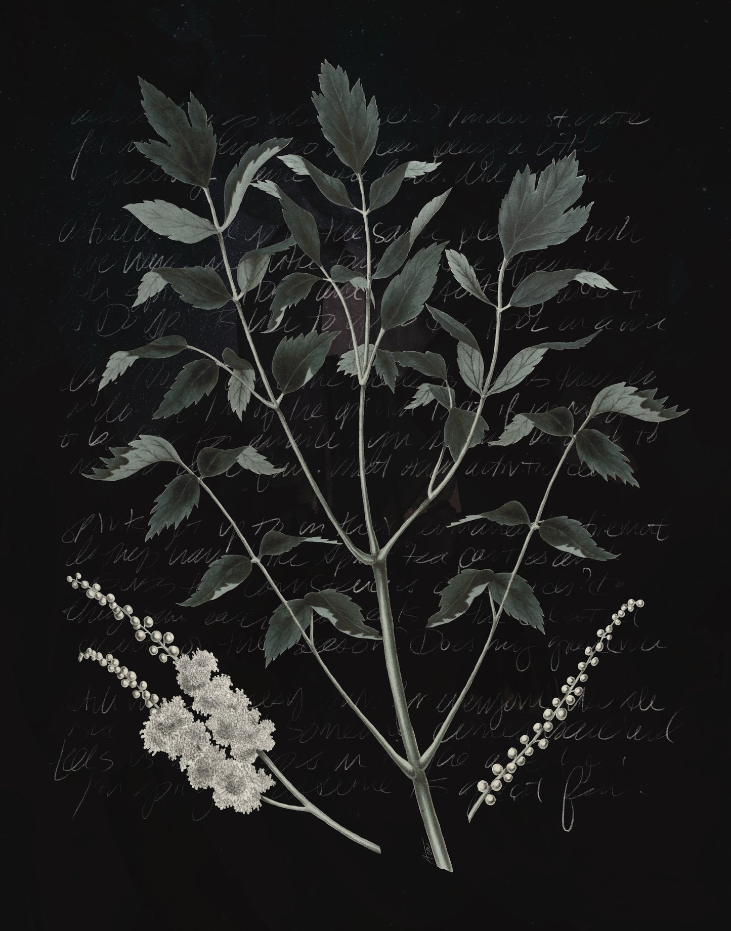 "Black Cohosh" Fine Art Print | Collage Art, Moody Nature, No AI