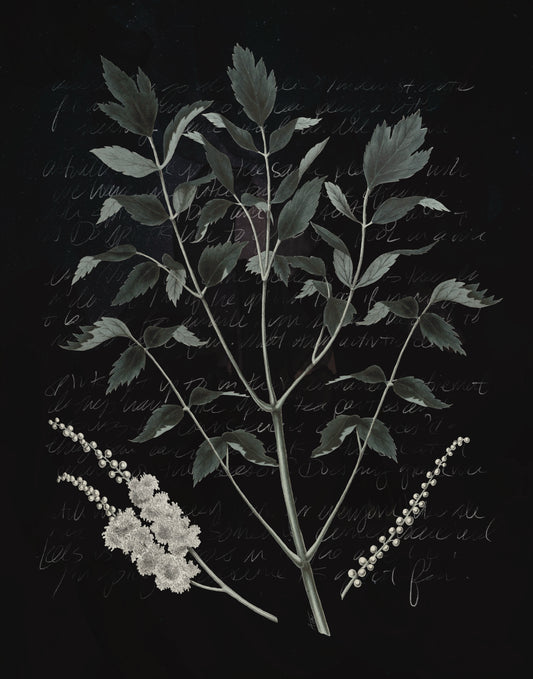 "Black Cohosh" Fine Art Print | Collage Art, Moody Nature, No AI
