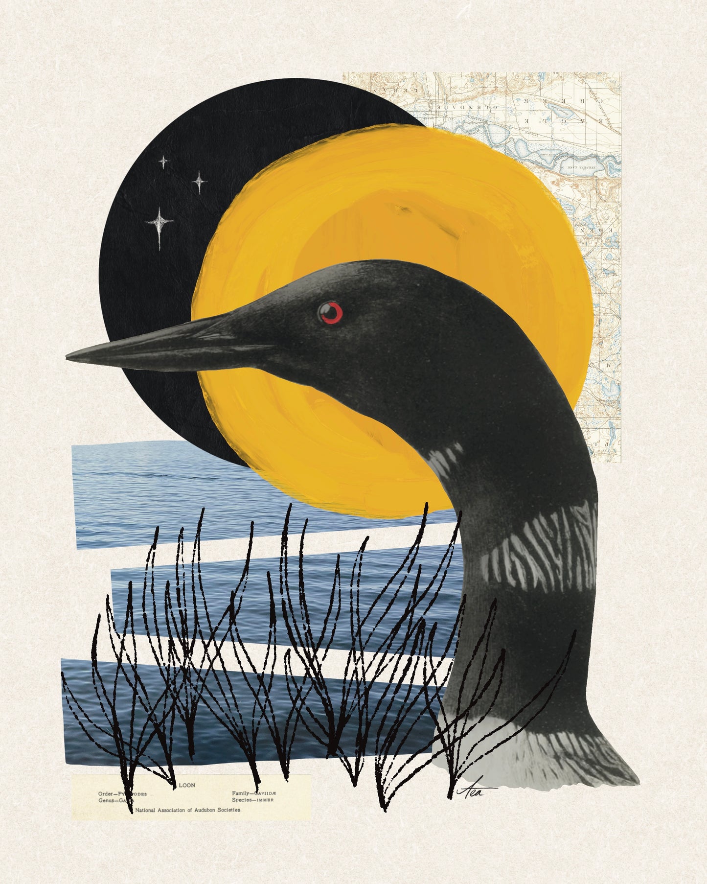 "Common Loon" Fine Art Print | Collage Art, Minnesota, No AI