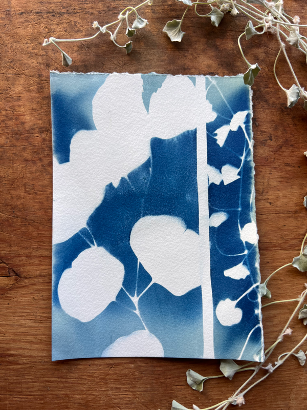 Garden Cyanotype 2 Hand Painted and Printed With the Sun! 5x7"