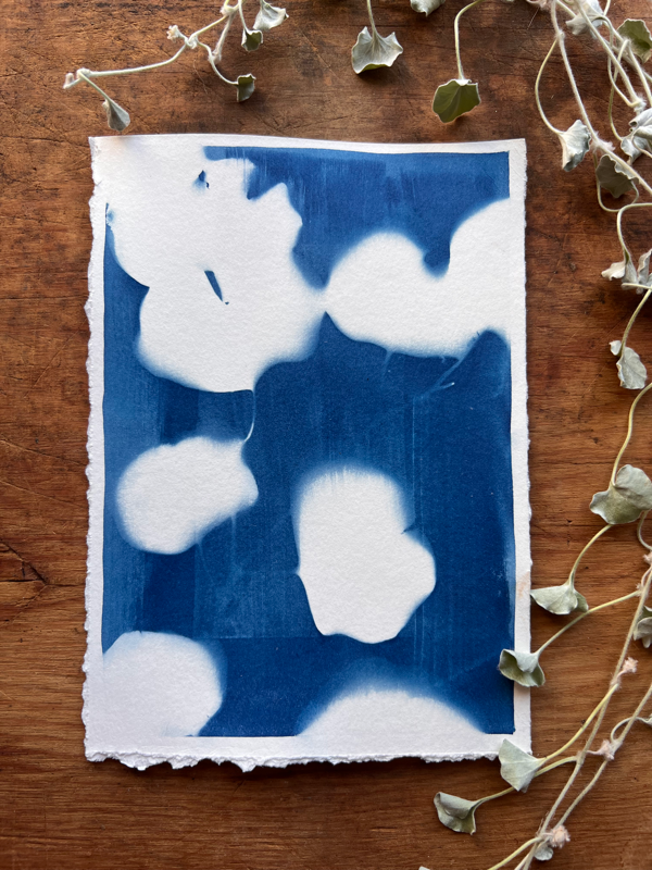 Garden Cyanotype 4 Hand Painted and Printed With the Sun! 5x7"